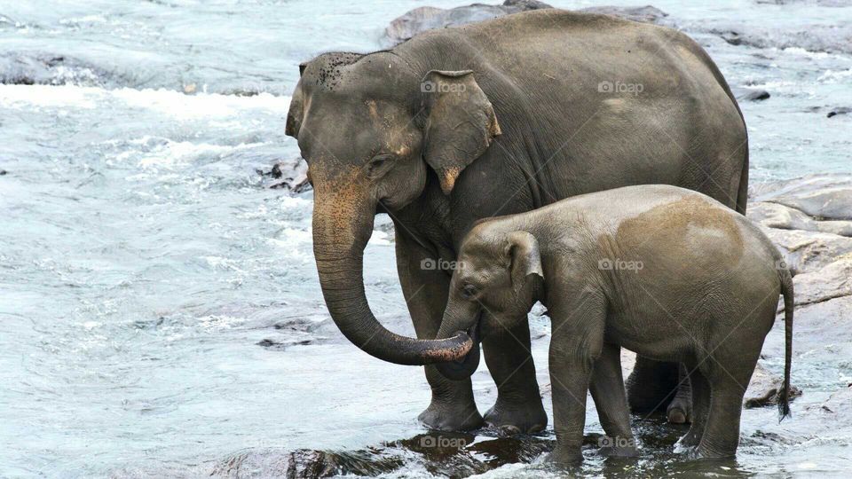Sri Lankan Wild Elephants..