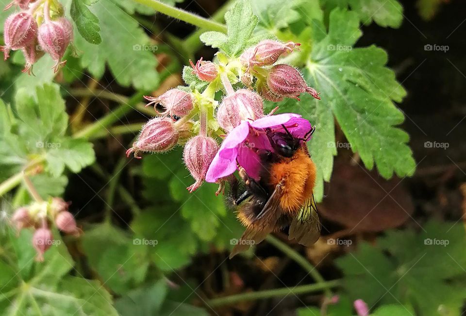 Mission Birds&Bees - Nature in Motion