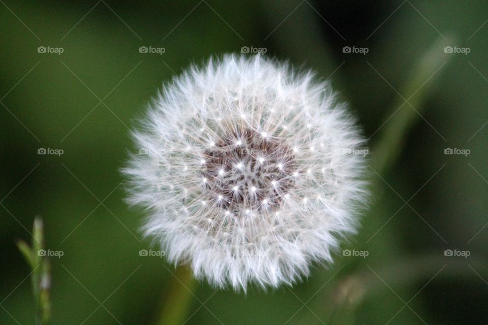 dandelion