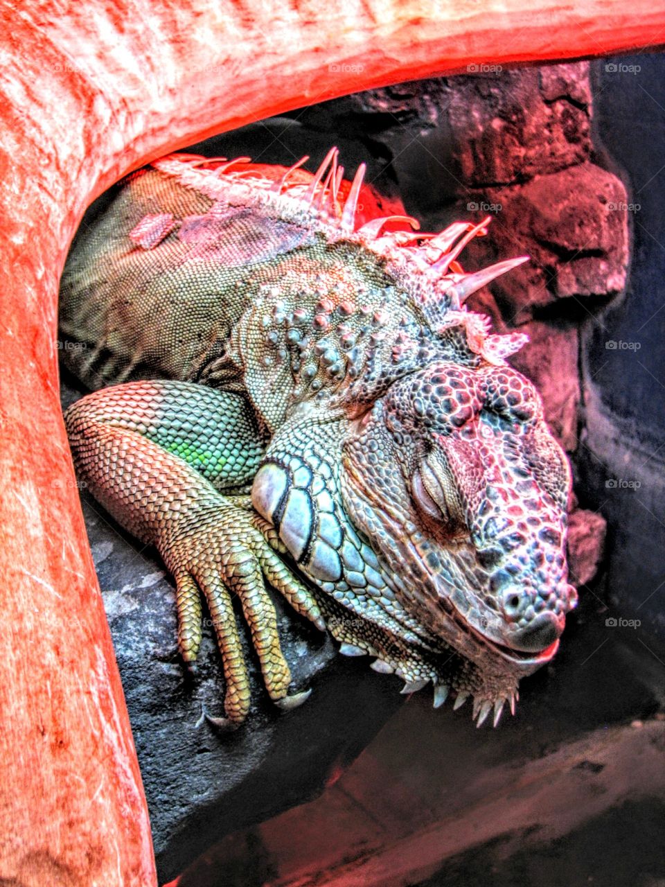 sleeping dragon