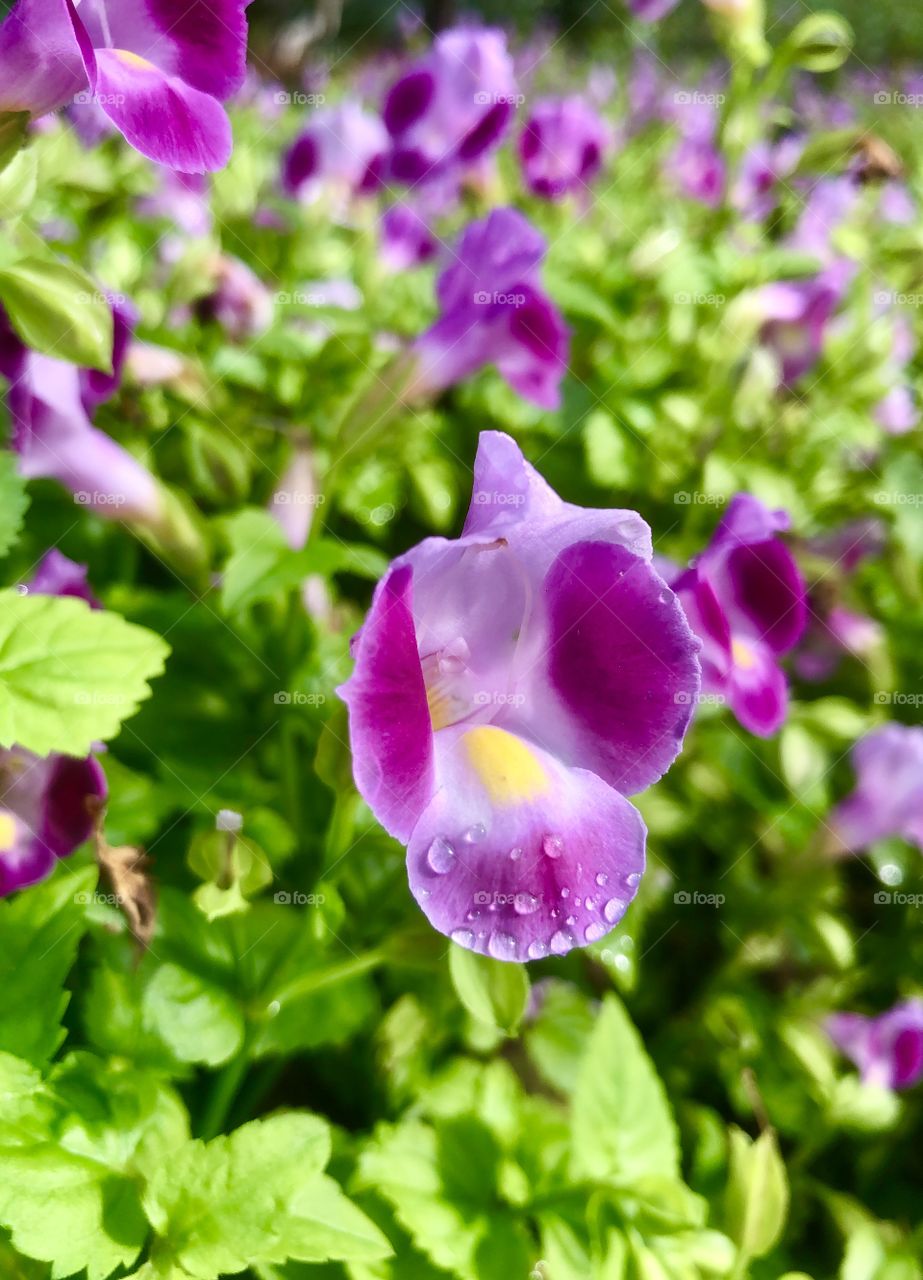 Water droplets on pink flower 