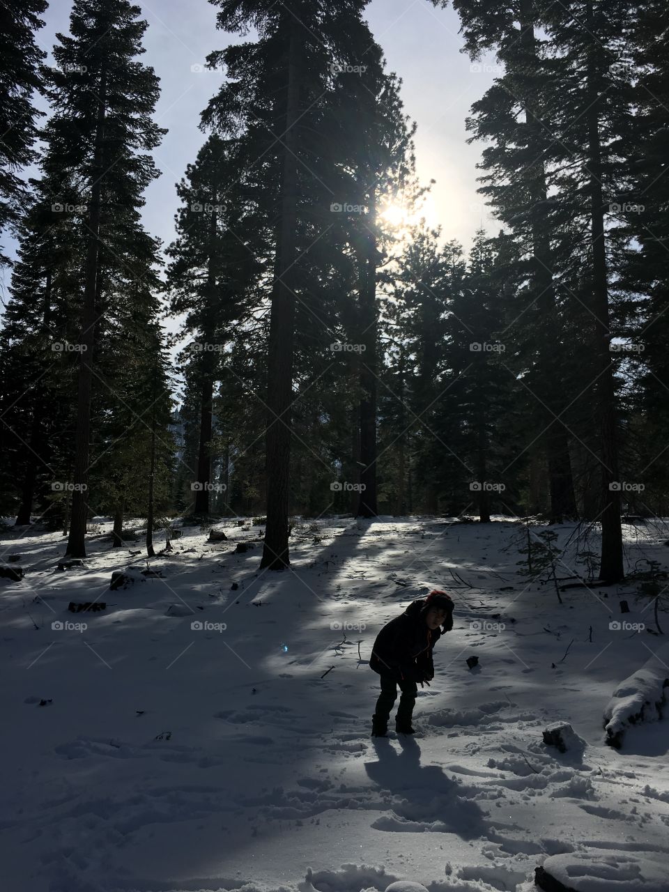 Snow, Winter, Landscape, No Person, Tree