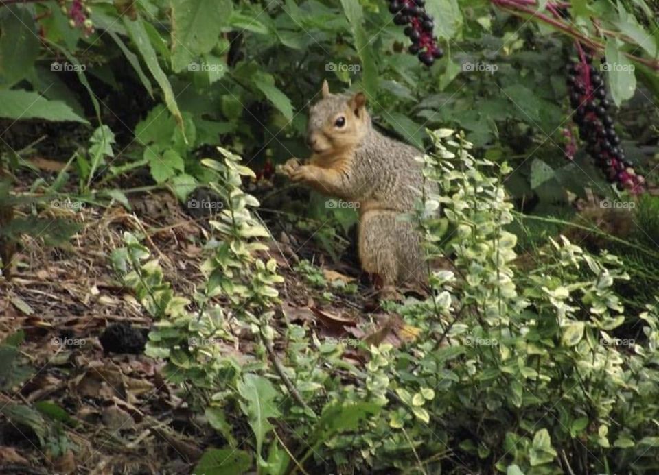 A squirrel looking for food