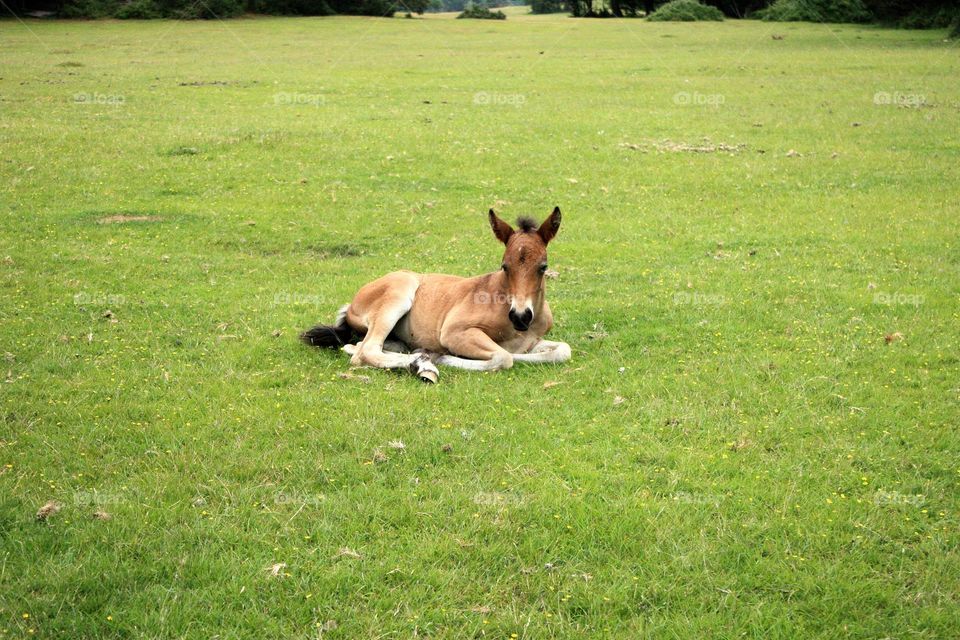 Colt on the field 