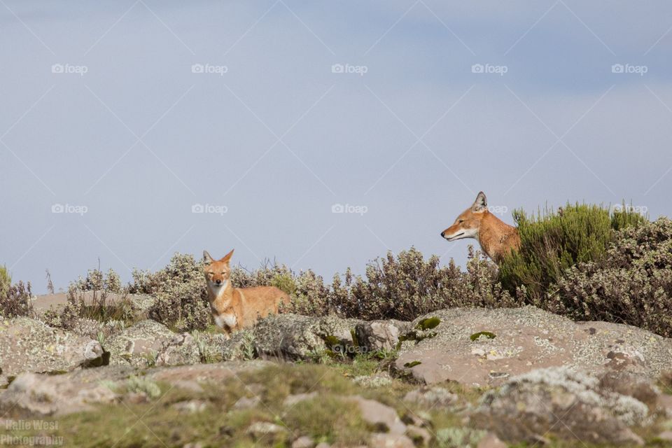 Ethiopian wolf 8