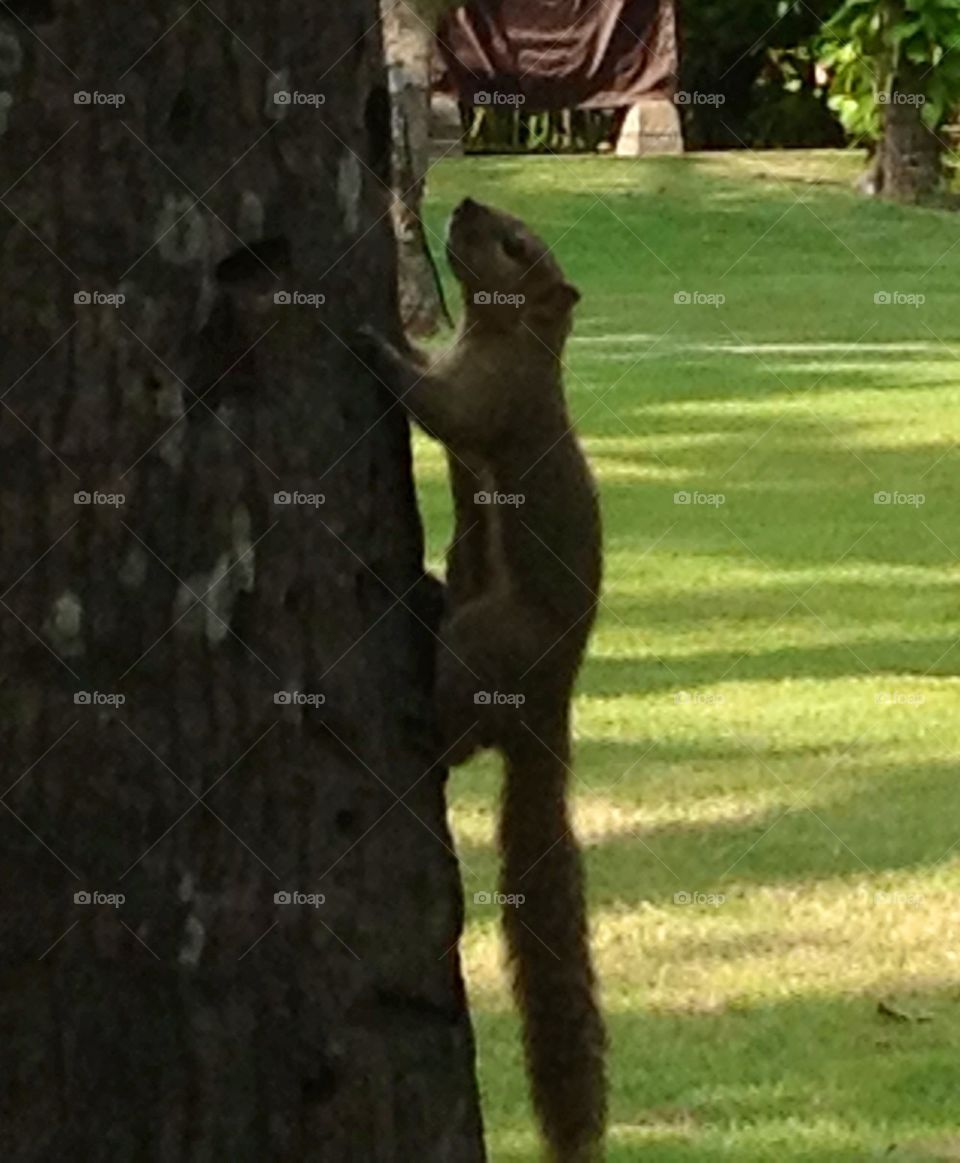 Squirrel