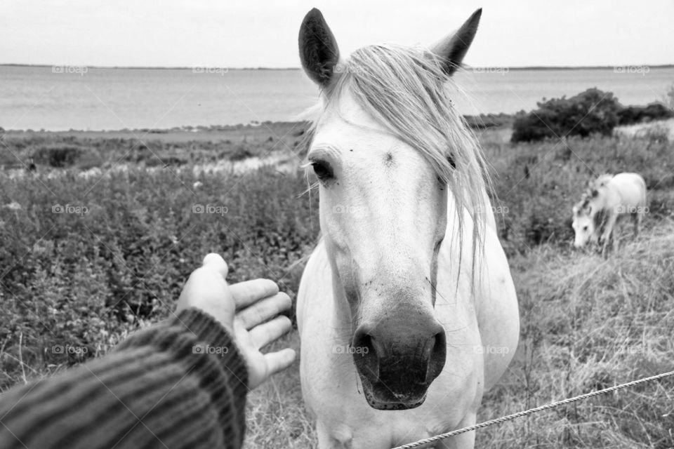 beautiful wild white horse