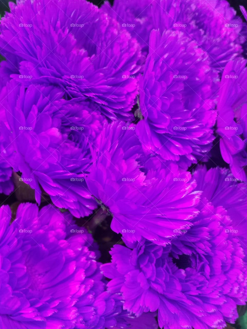 Purple Flowers