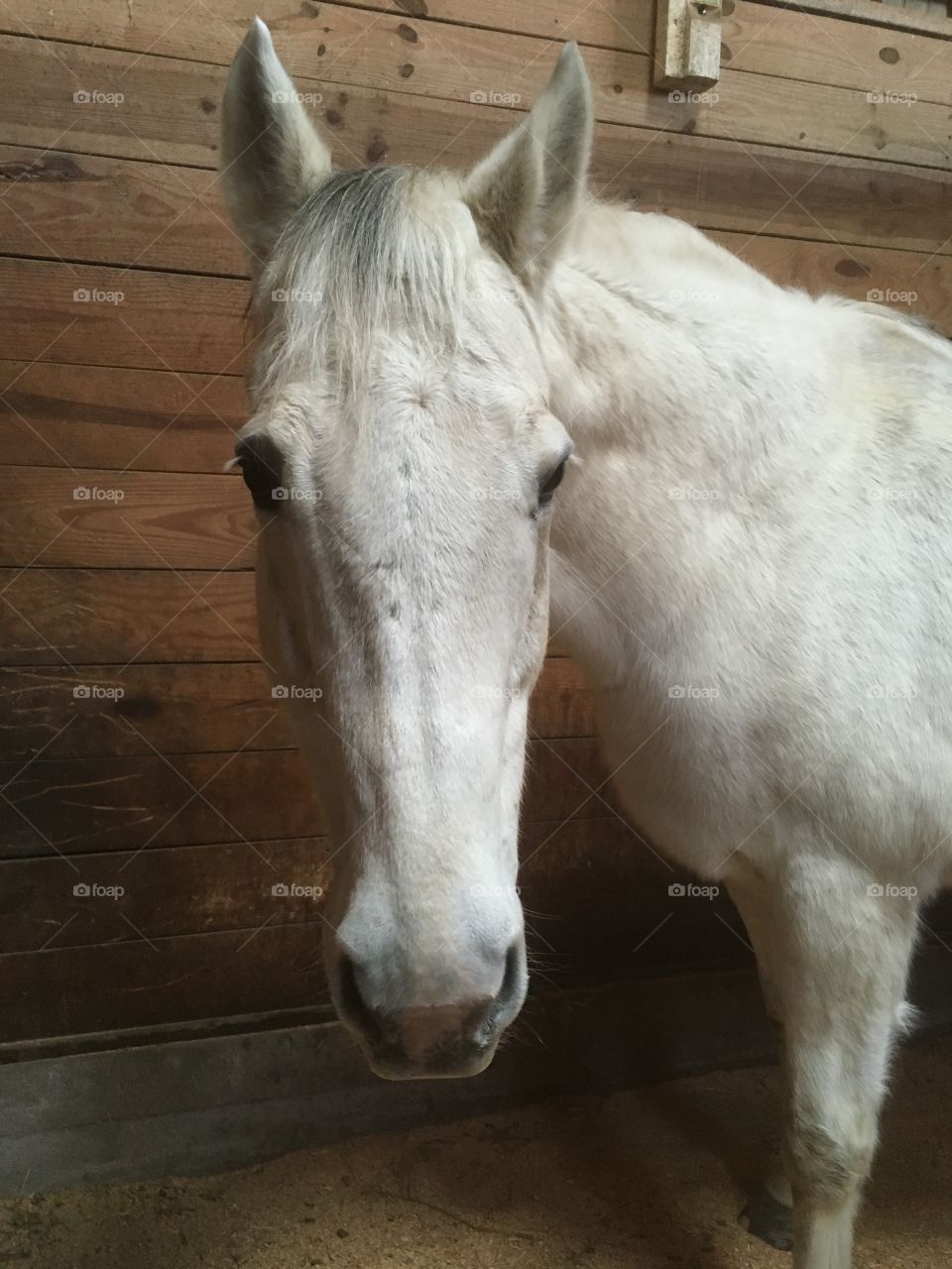 Lyrik, a thoroughbred gelding, watching me in his stall as I prepared to brush him. 