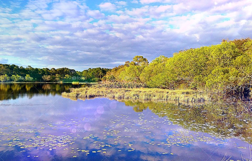 Lakeside view
