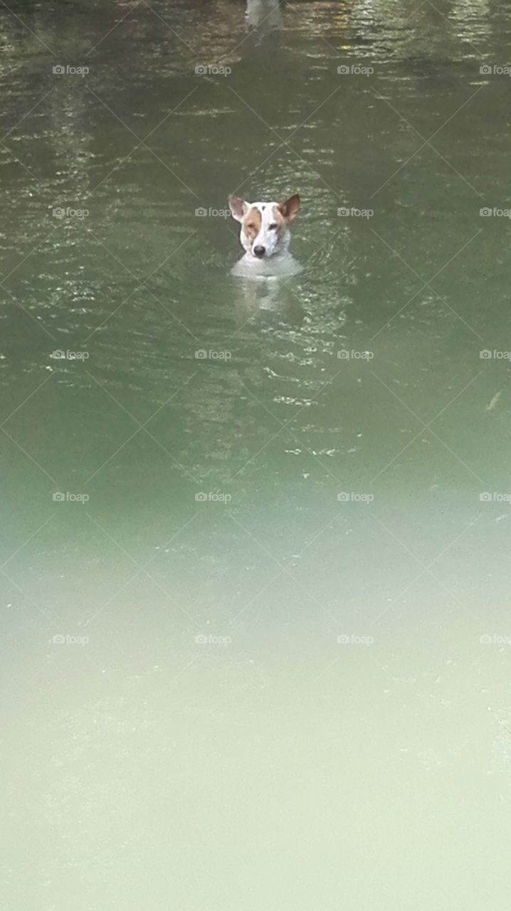 the swimmers  dog