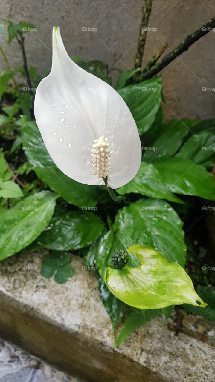 Japanese anthurium blooming after the rain.
A beautiful sight of freshness.