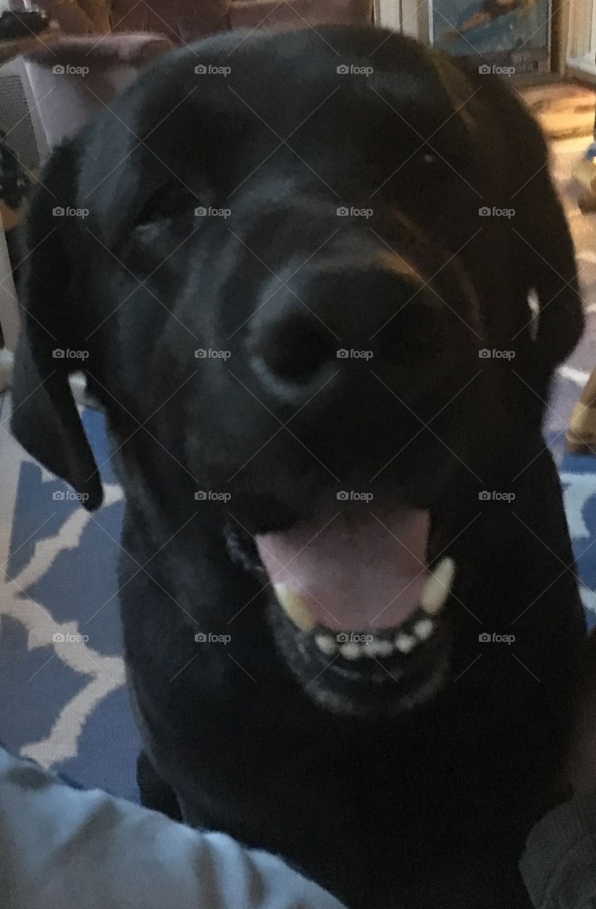 Black lab smiling