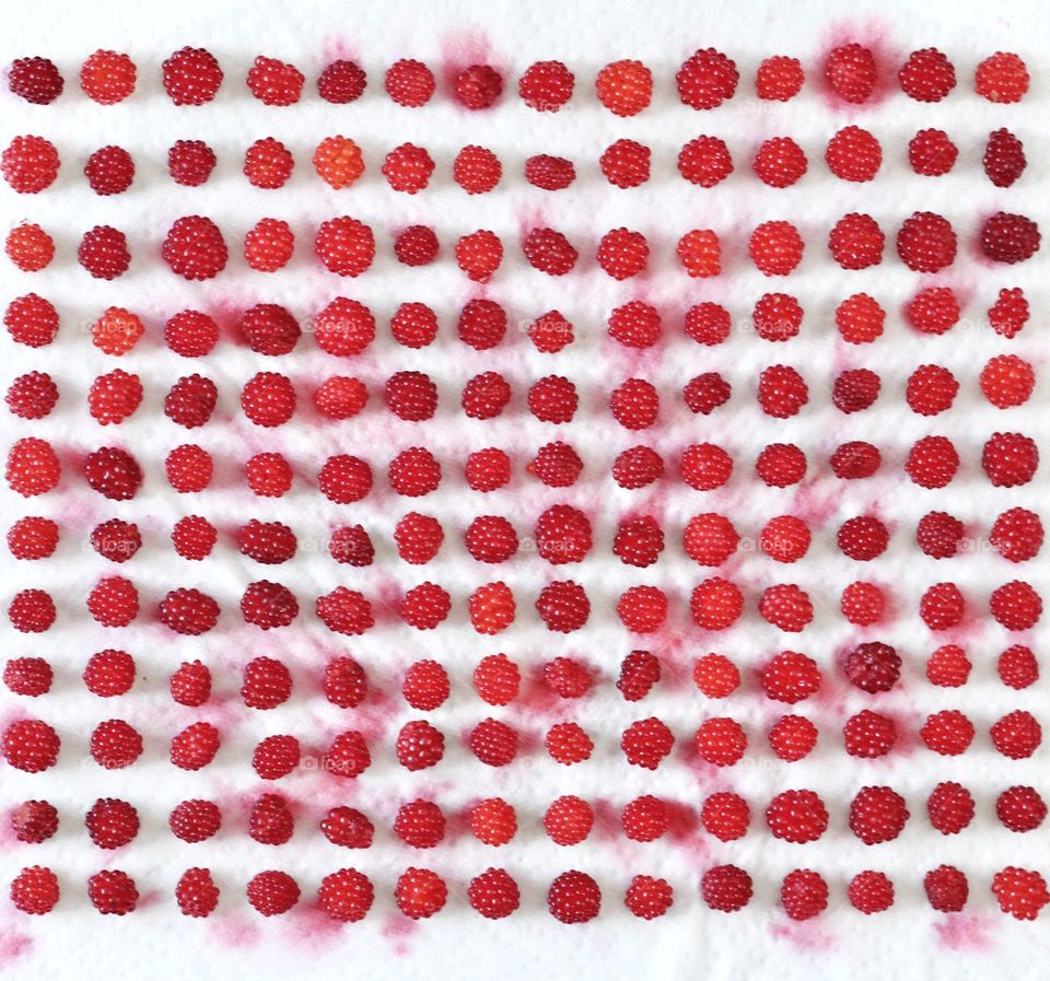 glorious raspberries. all organic