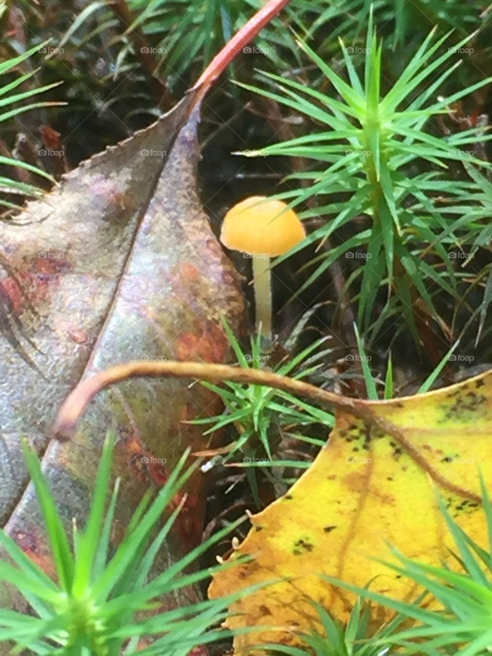Tiny orange mushroom with leaves