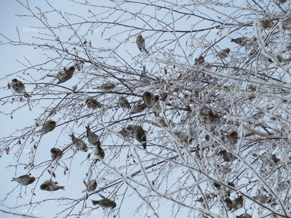 many little birds on the branches of a tree in winter