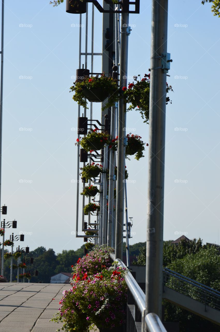 flowers on bridge