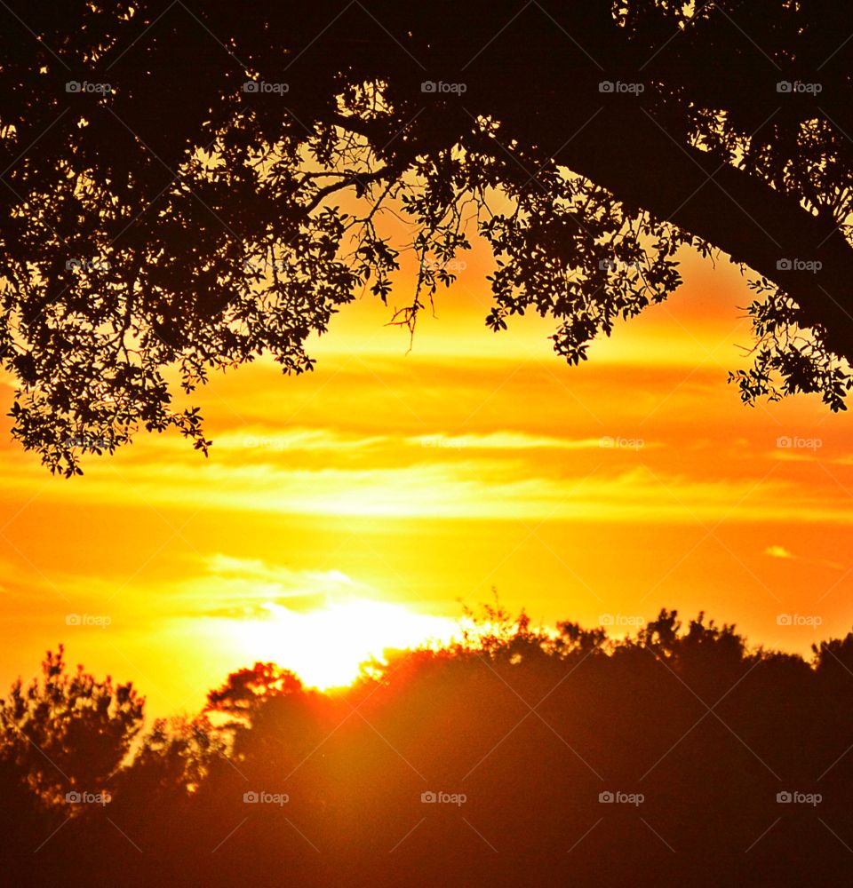 Silhouette of trees during sunset