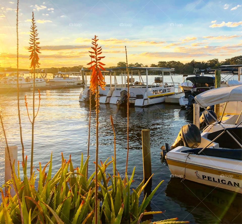 Red hot pokers and boats on the water at sunset in noosa Australia 