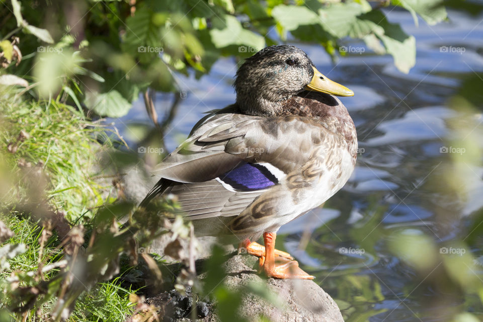 Close-up of a bird