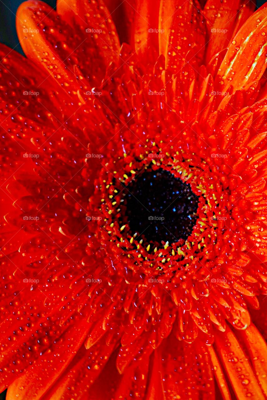 Red close up flower