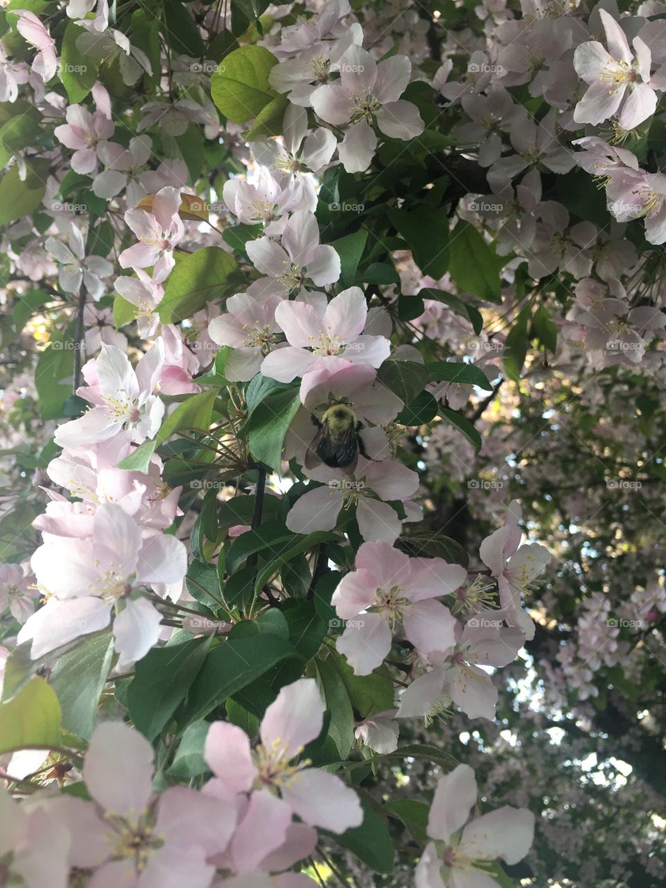 Honey bee taking full advantage of spring blossom. Cherry tree at peak. 
