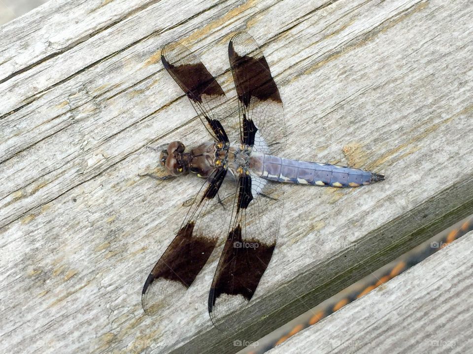 Dragonfly resting on the deck.