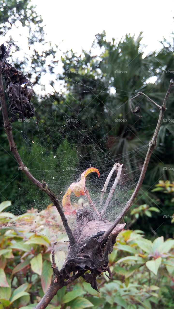 closeup of spider web