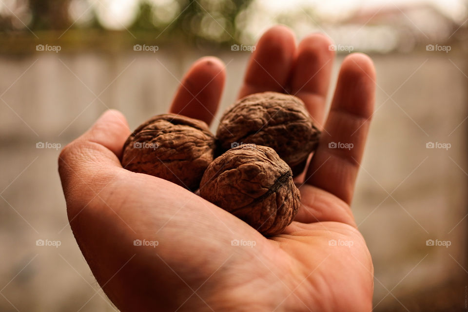 Walnuts in human hand