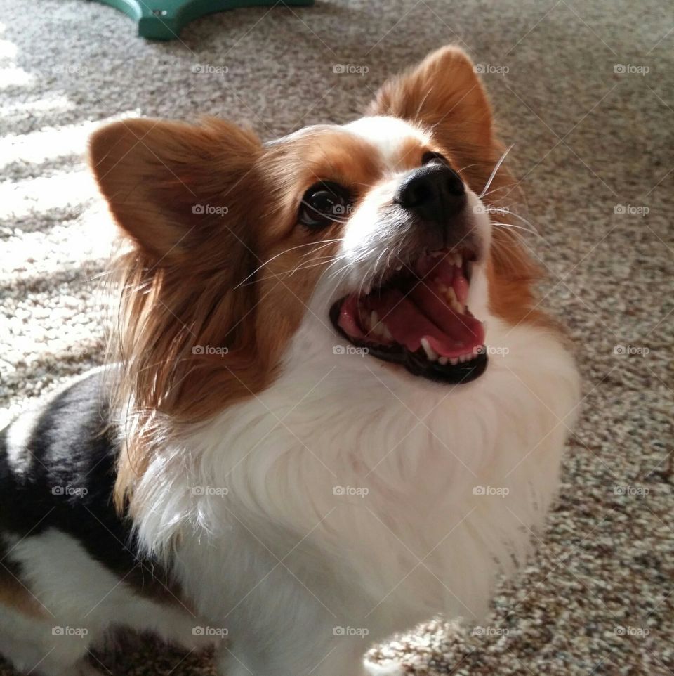 Happy Papillion