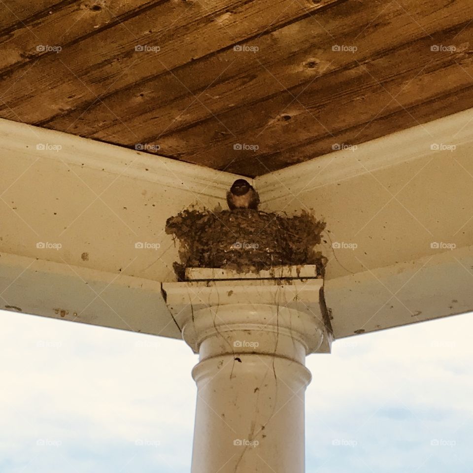 Beautiful, swallow, little bird, mother bird, nest, Cliffswallow, hidden, column, wood, straw, Maternal, aviary, Indian trail, Munro North Carolina, two hearts one language, rustic, nature, Country, living, peaceful, serenity, bird droppings,
