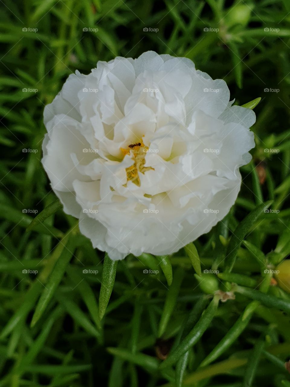 the portulaca grandiflora