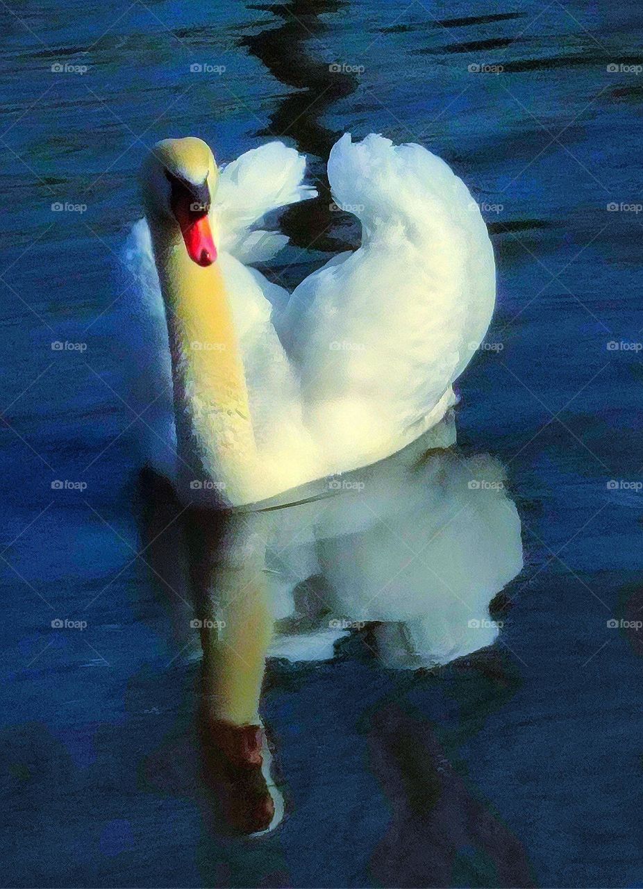 Spring. A swan swims with its wings folded in the shape of a heart. Reflection of a swan in the water