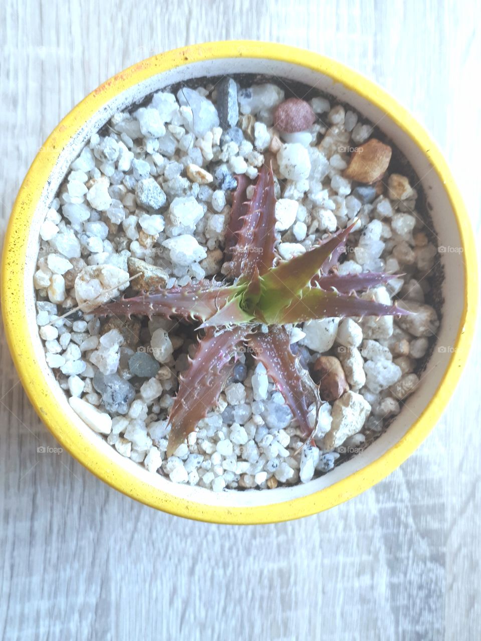 Dyckia plant in pot