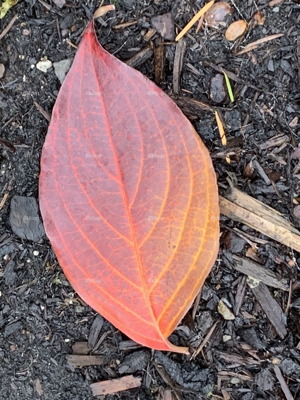 Fall leaf 