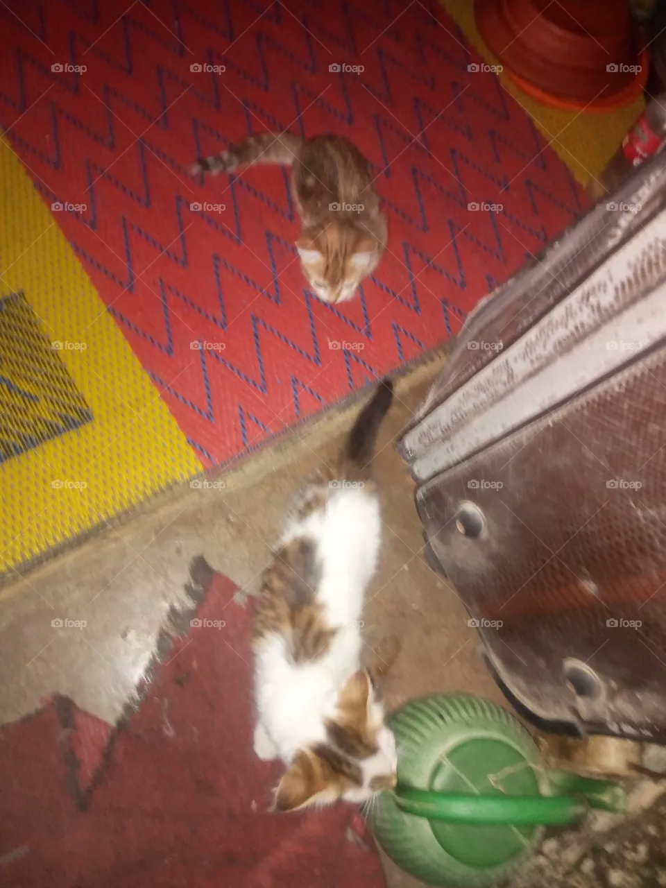 two cat
