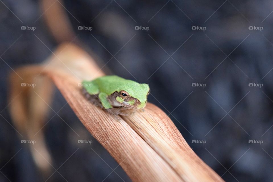 Tiny green frog 