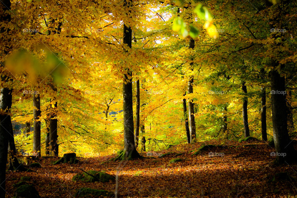Scenic view autumn trees