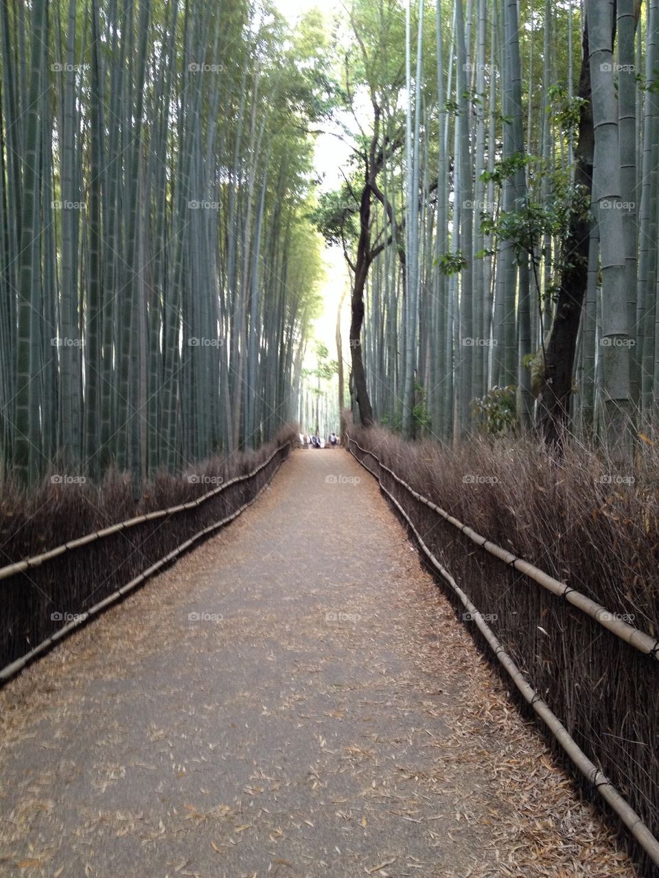 Bamboo forest 