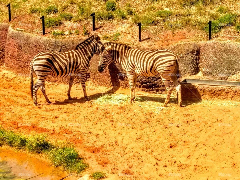 zebra
