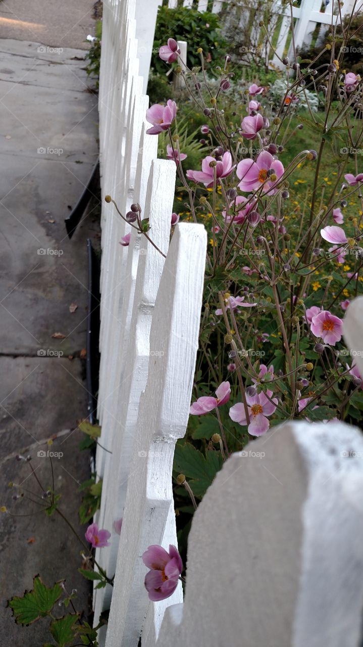 white picket with pink