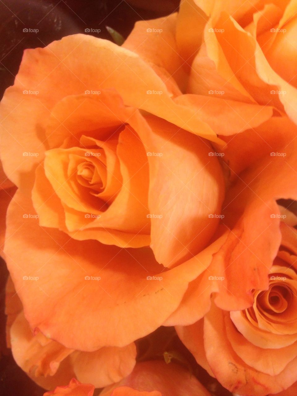 Orange Roses