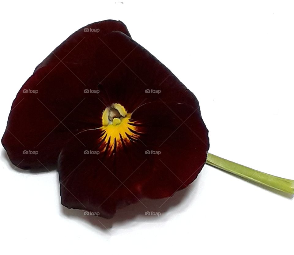Beautiful wine red viola on white background with clipping path.