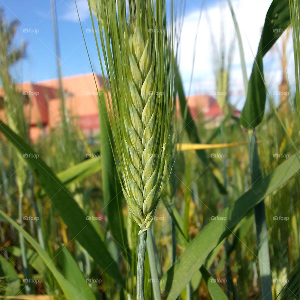 green spike of wheat, close up shot, green spike