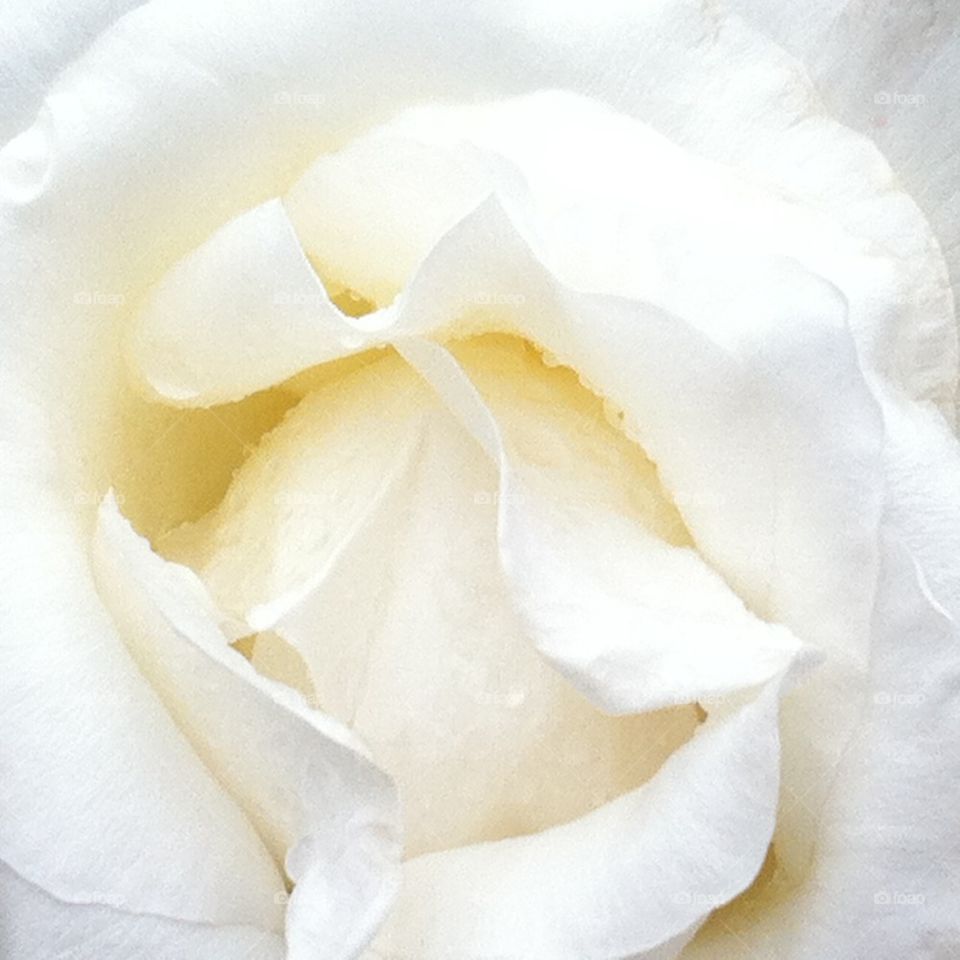 Beautiful white rose