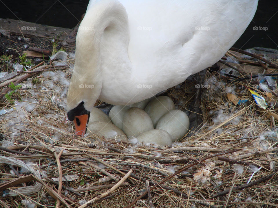 mother bird eggs nest by exworld