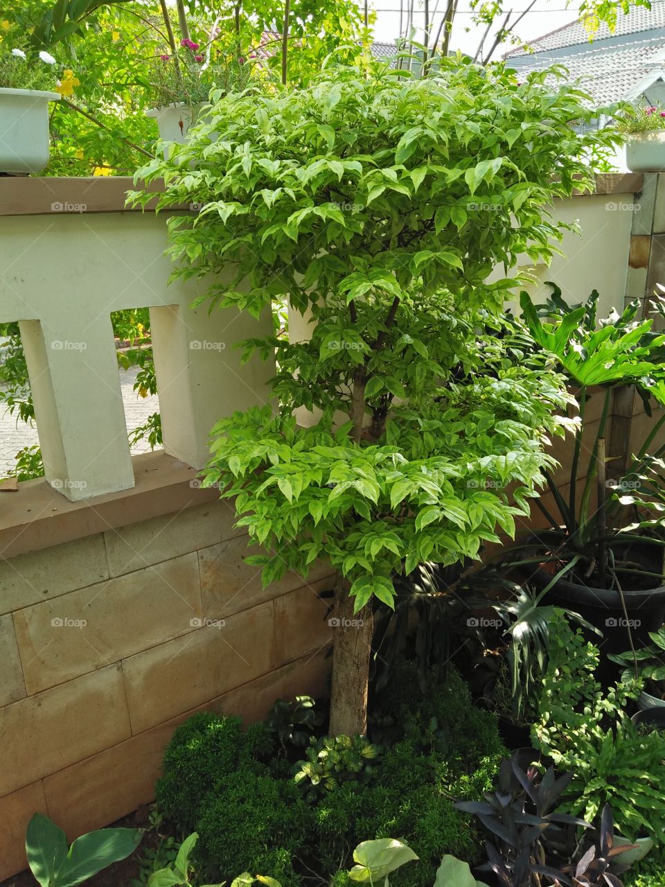 Plants with nice shape