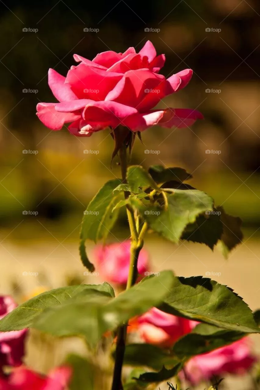 Rose