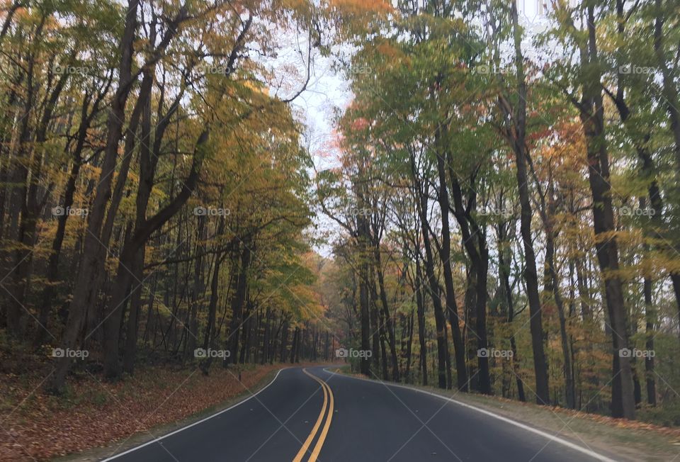 Road, Tree, Wood, Guidance, No Person