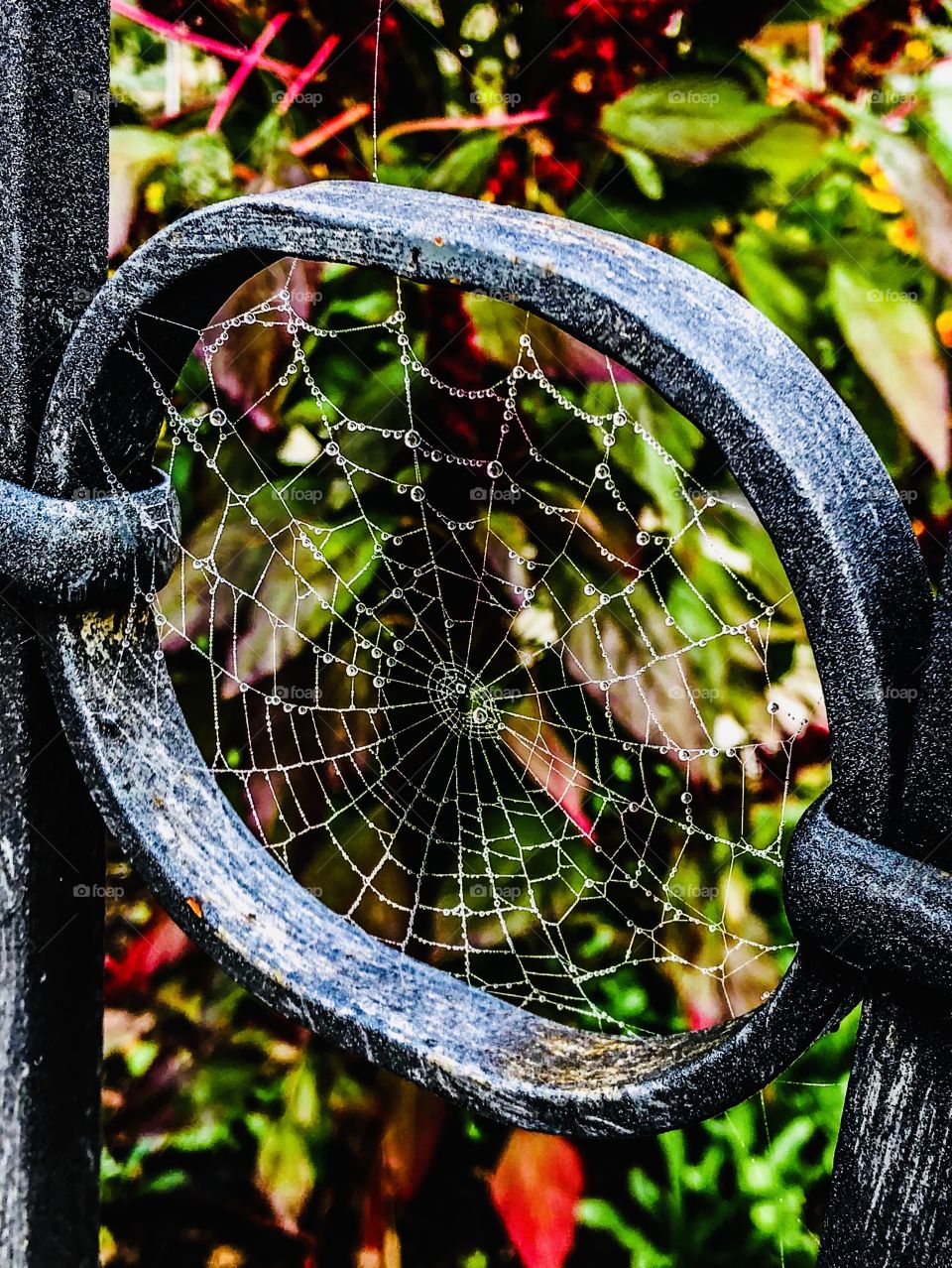 Spider web 